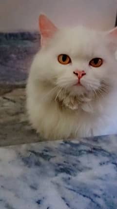 White Matured cute cat