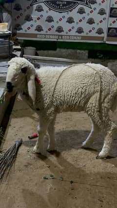 Sargodha Sheep