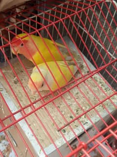 love bird pair with cage and Box