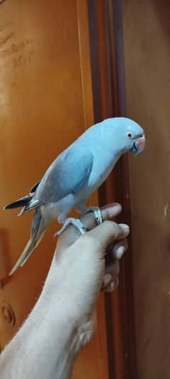 Grey Ringneck