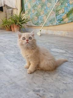 Cute persian kitten