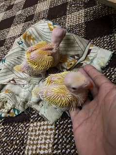 yellow chicks for sale