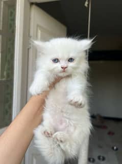 Persian white and fawn male kittens