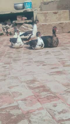 Muscovy Ducks