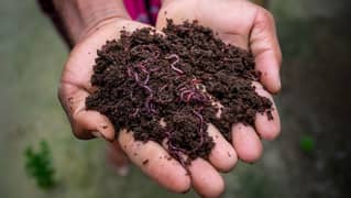 organic vermicompost also red wiggler