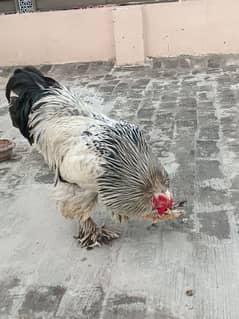 Buff Brahma pair for sale