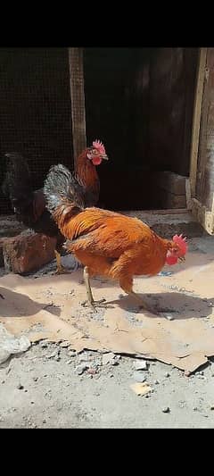 Desi Misri Hens Ready To Breed 03224727702