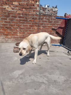 Labrador Male