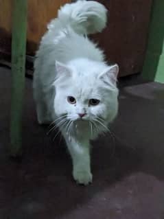 percian cat for sale