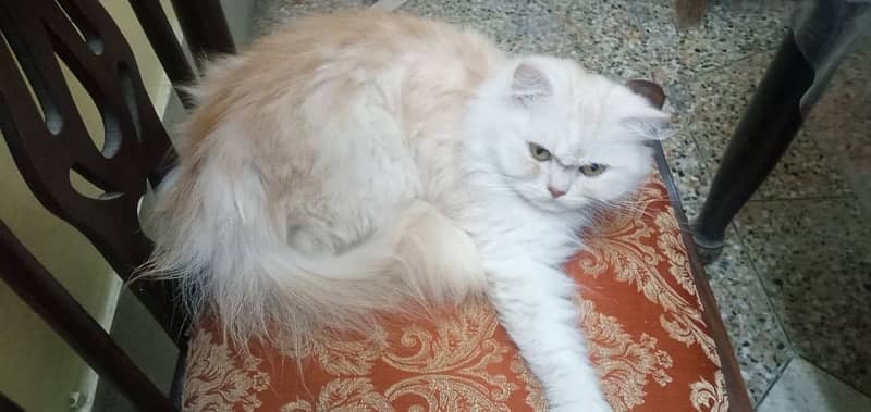 persian cat pair 0