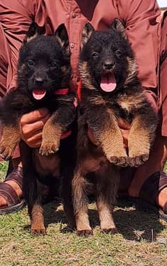 German shepherd dabal coat pair for sale age 2 month