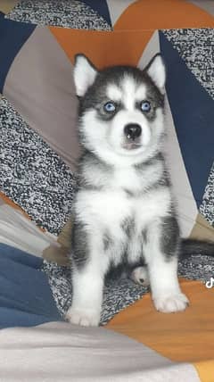 husky