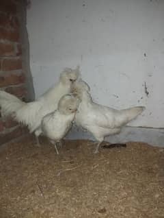 white polish 1 male 2 female breeders han eggs de rahi han hlthy actv