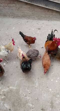 MashAllah full active and healthy Hens for sale. 4 Murgha + 5 Murgiyan.