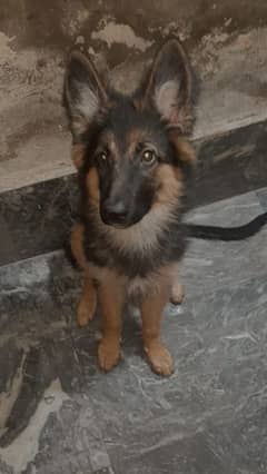 German shepherd puppy looking for a new home .