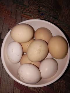 Pure Aseel Eggs High Quality