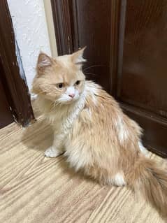 female persian cat for adoption