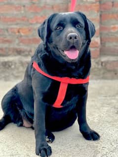 labrador