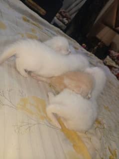 persian ketten male female available