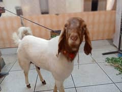 Bakra