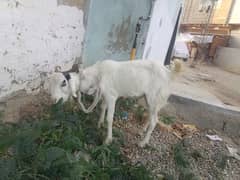 tedhi white khassi bakra