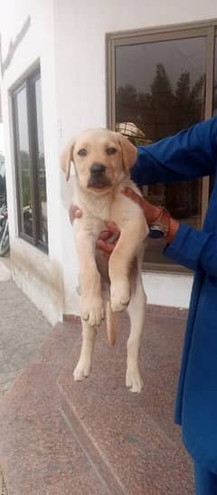 Labrador Female