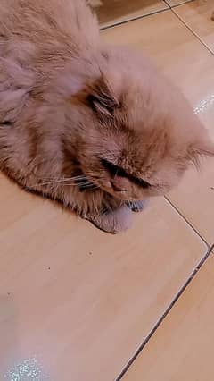 punched faced Persian cat