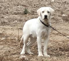 British white Labrador