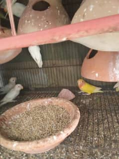 all type of parrots for sell