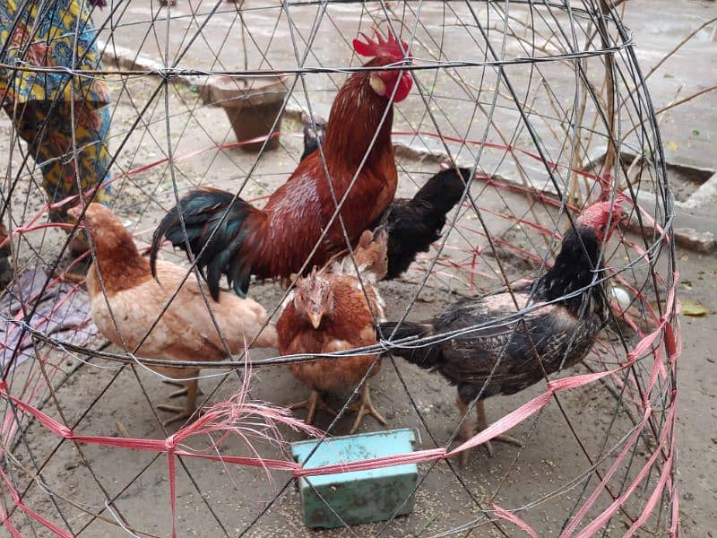 Golden Misri Hen and Murghay for sale 5