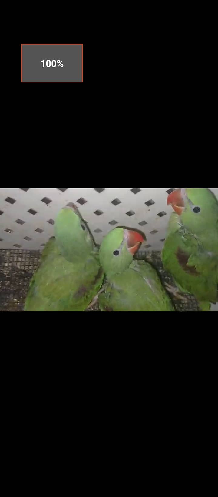 Kashmiri raw parrot chick jambo size 0