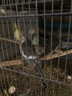 cockatiel pairs with eggs