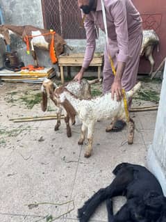 Bakra