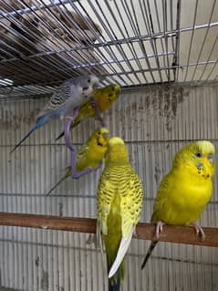 tcb budgies