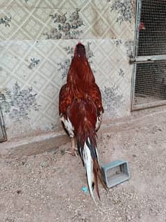 aseel murga