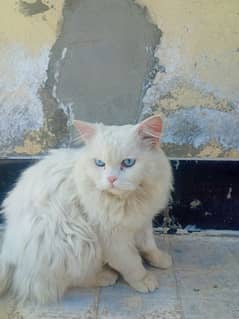 Male white persian Cat.