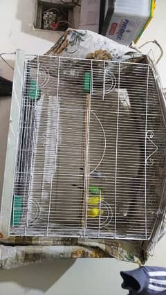 Huge cage with 2 pairs of budgie for sale