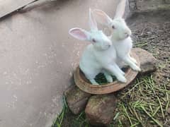 Red eyes white | Rabbits | Bunny | new Zealand red eyes Rabbit