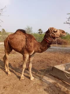 camels for sale. . . . wtsap 03015821413