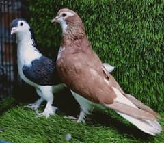 Sherazi Breder Pair with Lakki Breder Female For Sale