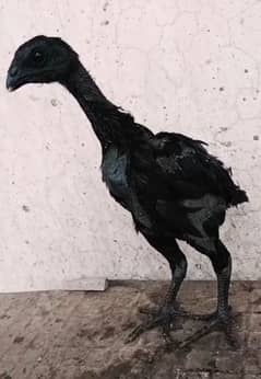 Thai dragen chicks pair / top class quailty/ black skin eyes legs body