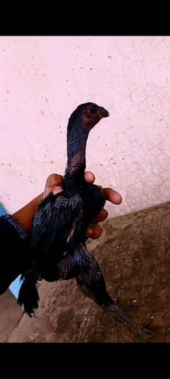 Thai dragen 3 month chicks / top  quailty/ black skin eyes legs body