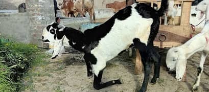 lailpuri cross bakra urgent sale