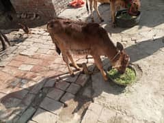 Cows ha sath wachi ha