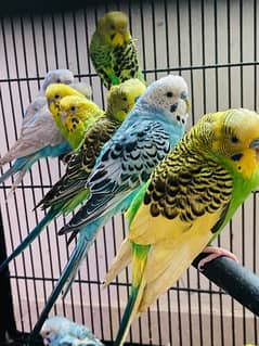 Breeder Pairs Unique Australian Parrots