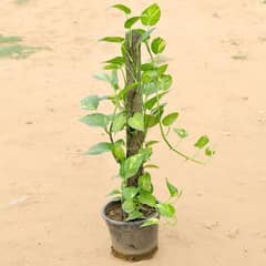 Money Plants