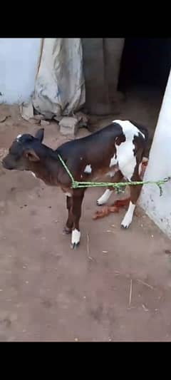 Tazi soi Cow with female calf