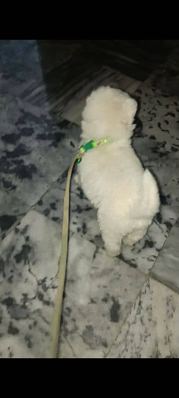 Russian puppy poodle 8