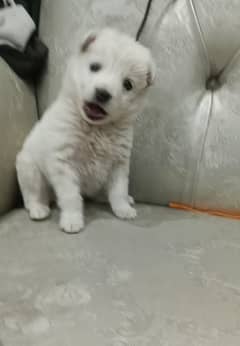 Poodle puppy