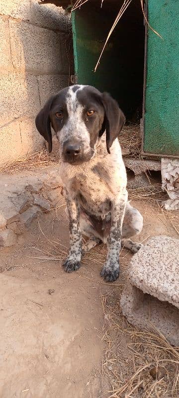 English pointer Male 0